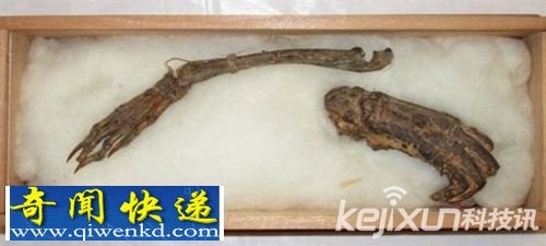 日本“河童”之手 研究称其原型可能性情凶猛的原始蜥蜴