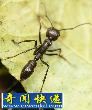 世界排名前十位的蜇人最疼的昆虫大盘点