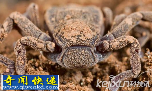 盘点世界十种最具奇异性的濒危生物