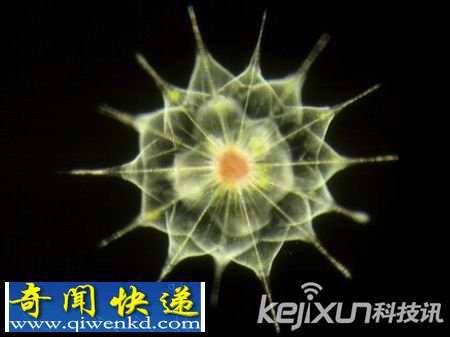 罕见几种海底微生物:腰鞭毛藻有孔虫