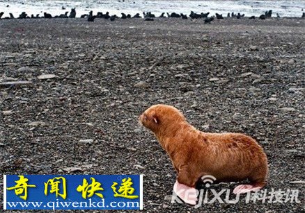 俄惊现罕见蓝色盲眼小海豹 奇特橙红皮毛遭同类孤立