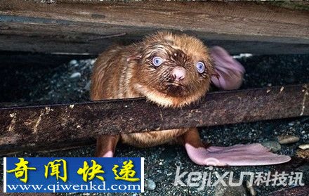 俄惊现罕见蓝色盲眼小海豹 奇特橙红皮毛遭同类孤立