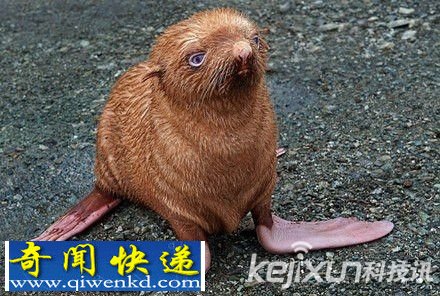 俄惊现罕见蓝色盲眼小海豹 奇特橙红皮毛遭同类孤立