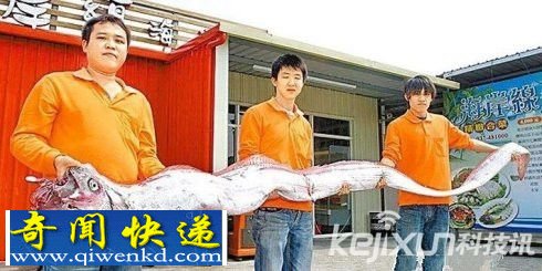 揭秘酷似“海洋怪物”的四大神秘巨型海洋生物 让人胆战心惊