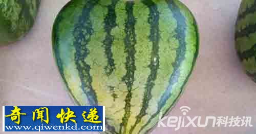 美国农夫培育心形西瓜 每个售价200美元差不多全数被预订