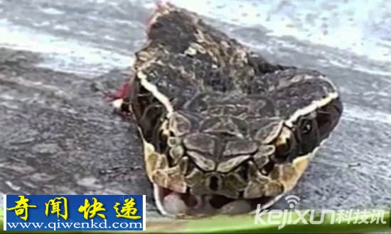 断头眼镜蛇死而复生将广东厨师咬死 死也要拉个垫背的