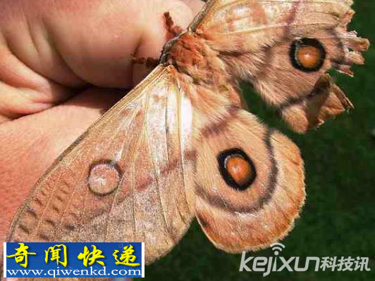 盘点世界上眼睛“长在”后面的五种古怪动物
