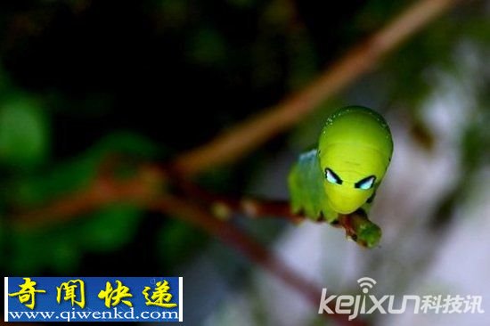 盘点全球酷似神秘外星生物的奇异毛毛虫