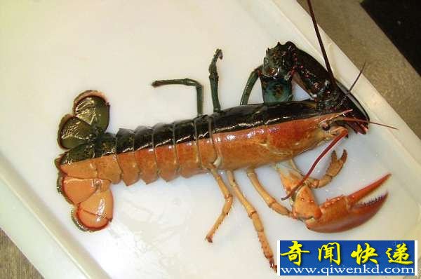 美渔民捕捉极为罕见双色龙虾 半黑半橘双性特征