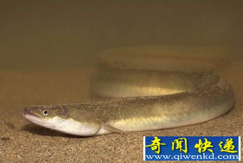 瑞典最长寿鳗鱼去世 专家称其年龄已达150岁