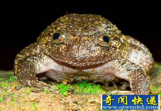 科学家发现了12种新的蛙类:叫声如猫的夜蛙