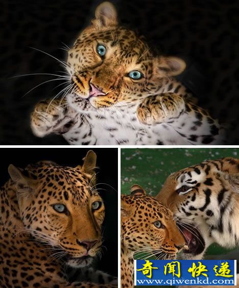 十大猫科动物精彩瞬间:长耳长尾狞猫