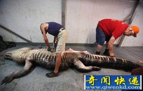 美国阿拉巴马州捕获千磅短吻鳄 腹中惊现百磅完整鹿尸