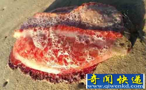 澳大利亚海滩现不明红色生物 无四肢眼睛疑似海蛞蝓