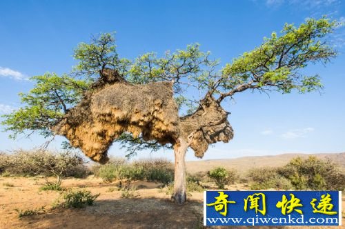 存在一世纪的世界大鸟巢:重达2000斤长约6米压垮整棵树