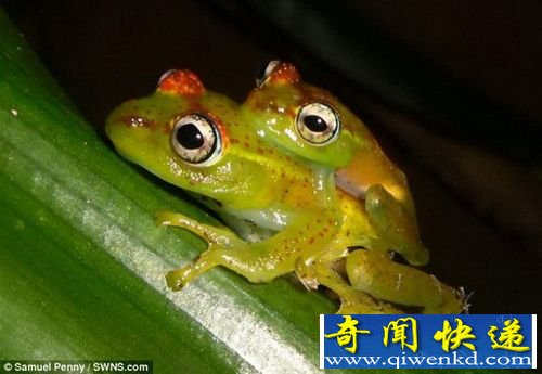马达加斯加两栖动物全新物种青蛙 树蛙绿色头背有红斑