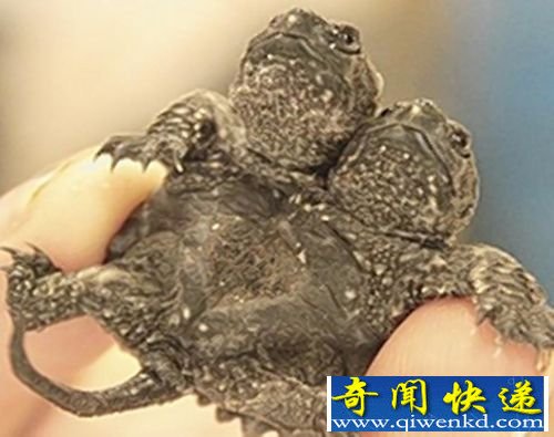 美惊现一只变异罕见双头龟 基因变异现象趋频繁