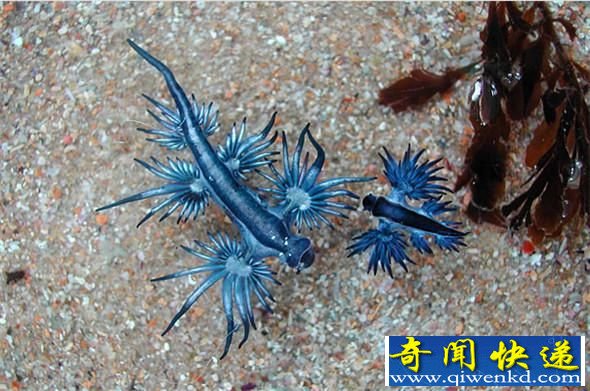 亮瞎眼 全球形态奇特的怪异动物大盘点