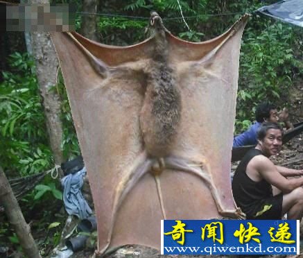 亚马逊惊现.5米巨型蝙蝠 曾咬死过几头牛