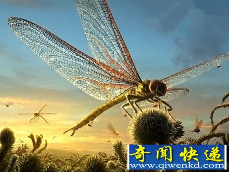 世界上九大体型巨大的昆虫全盘点