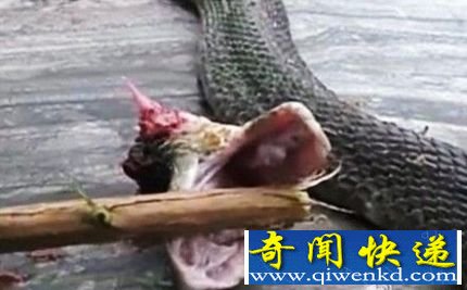 厨师被砍下20分钟眼镜蛇头咬死 专家称爬行动物头部失去身体仍可存活1个小时