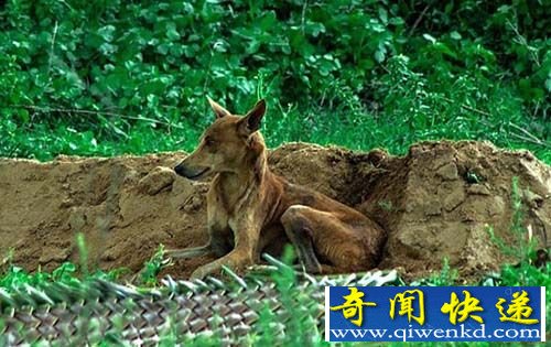 忠犬八公真实版 印哭守主人坟断粮15日饿到似骷髅