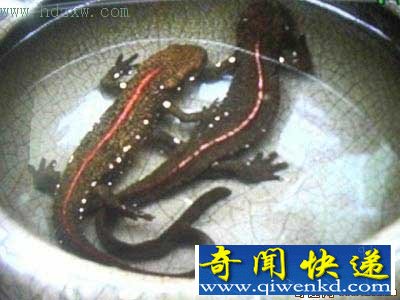 福建仙游村民发现四脚怪鱼 似鱼非鱼似蛇非蛇是国家二级保护动物
