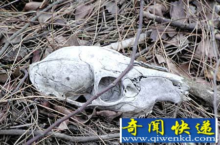 全世界五大千古之谜 神秘与离奇让你感到诧异