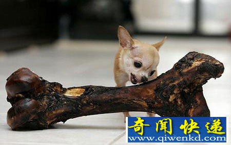 [图文]世界最小的吉娃娃长度仅10厘米