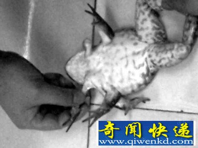[ͼ]ţɷ쳤