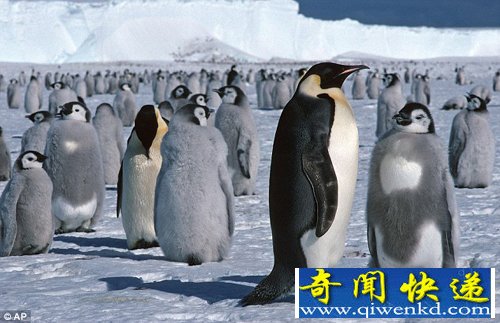 [ͼ]ѧ׷ϼ ȺĻ