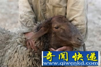 伊朗首次克隆羊已成功存活周年 各国干细胞研究迅速发展