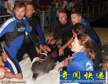 海豚3天守护被鲨鱼咬伤同伴终获救