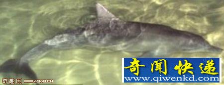 海豚3天守护被鲨鱼咬伤同伴终获救