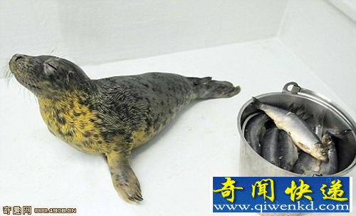 小海豹拒绝吃鱼 患鱼类恐惧症