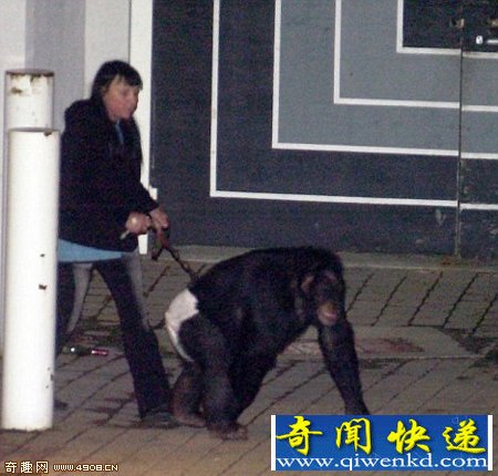 黑猩猩与主人 美国黑猩猩广告明星因袭击人被击毙