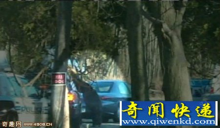 黑猩猩造反 美国黑猩猩广告明星因袭击人被击毙