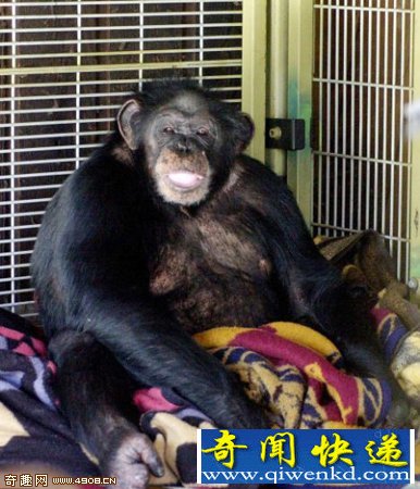 黑猩猩袭击人类被警方击毙 美国黑猩猩广告明星因袭击人被击毙