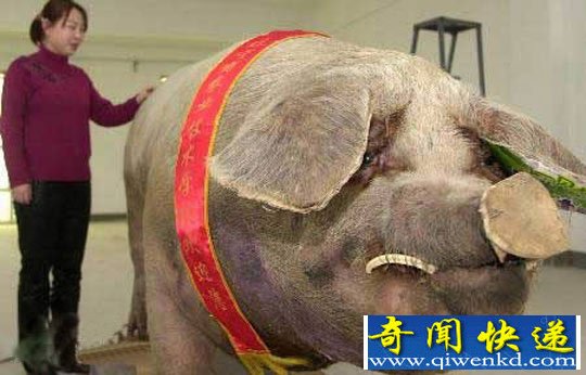 地球上已知的最大的动物 绝对已经得道成仙的“妖精”