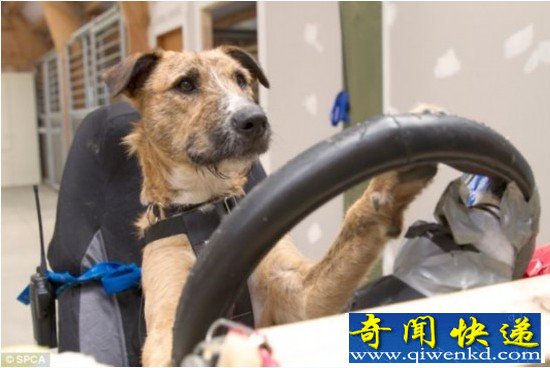 接受训练地过的狗狗居然能开车【神了】