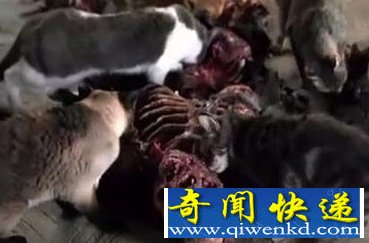老人家中去世尸体惨被饿狗啃 甚是凄凉