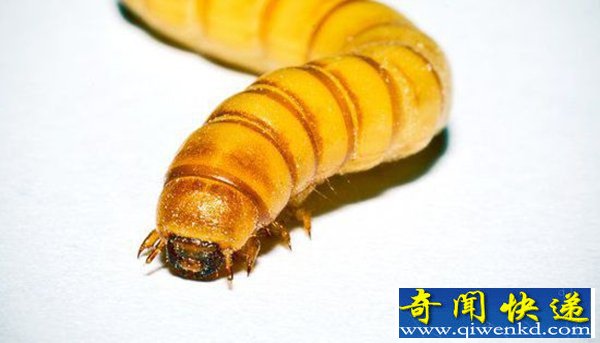 虫子以塑料为食 科学家发现塑料降解新办法