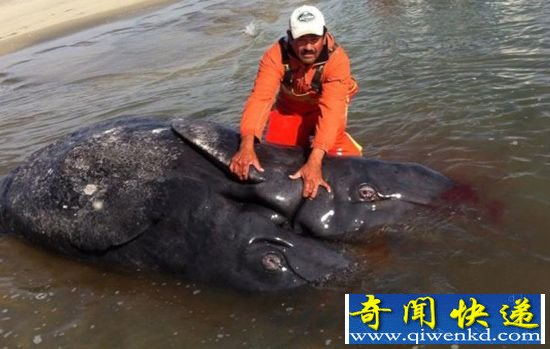 墨西哥海岸惊现深水海怪 科学家证实为连体灰鲸