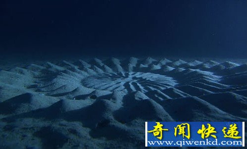 探索海底麦田怪圈的秘密 河豚鱼的艺术