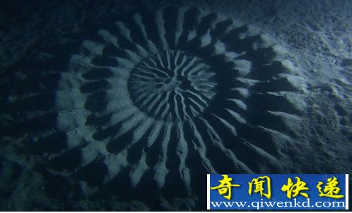 探索海底麦田怪圈的秘密 河豚鱼的艺术
