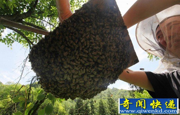 奇闻!竟然在神农架"悬棺"养蜂