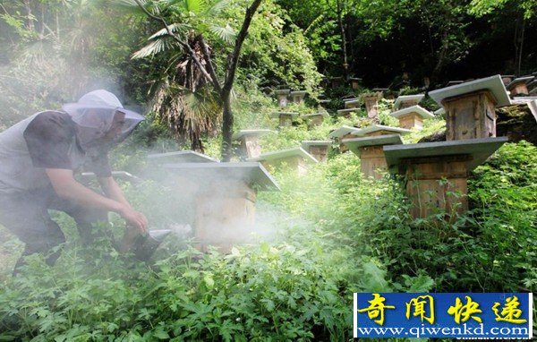 奇闻!竟然在神农架"悬棺"养蜂