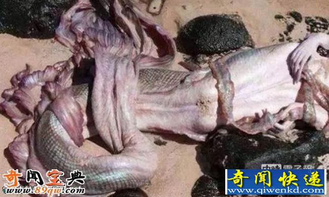 澳洲海滩渔民发现美人鱼尸体 神秘传说再度引爆