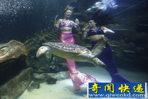 英国伦敦水族馆“美人鱼”为游客表演