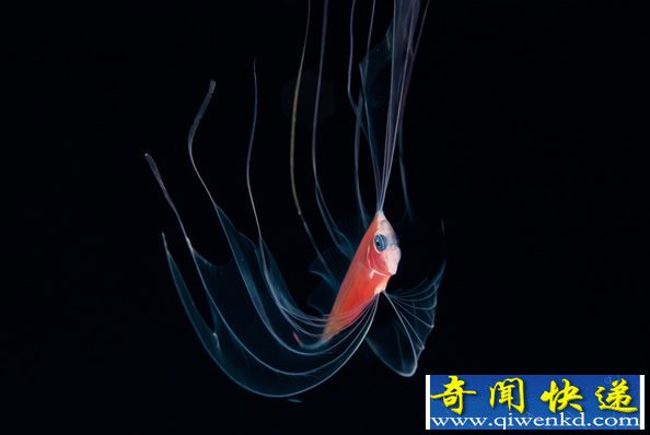 来自深海的“精灵”对光非常的敏感